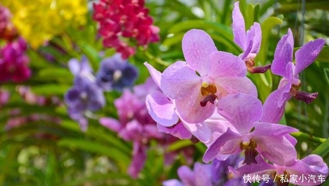 热带兰中的珍品,有“兰中皇后”美誉的泰国兰花