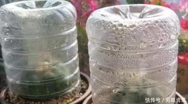 别再花钱买花盆了,将塑料瓶一处理栽花,比买来的更漂亮、独特