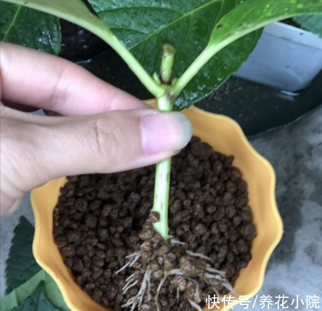 修剪|立秋了,扦插5种花,生根快,容易成活