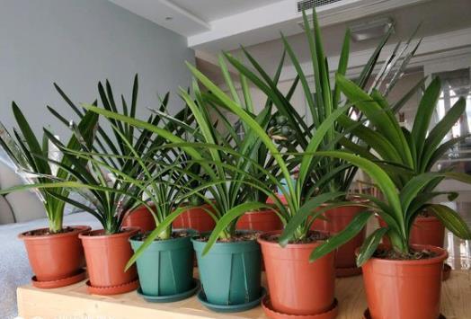 把1种“液体”留住，给君子兰“喂1勺”，不施肥也冒花苞，有效