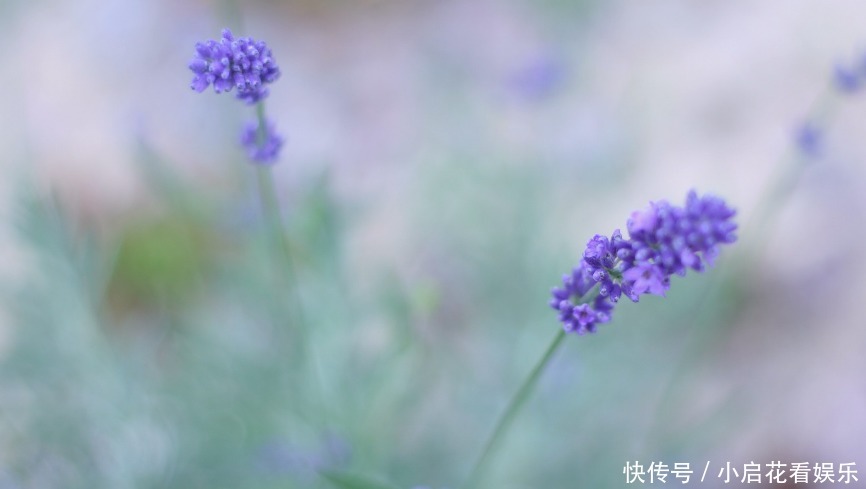 工作|做事标准不同，这些生肖，目标非常明确