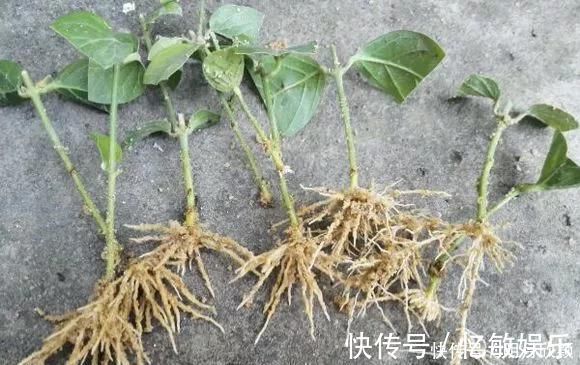 枝条|养花爱好者看过来这15种花现在“扦插”,生根快,一个周就长芽