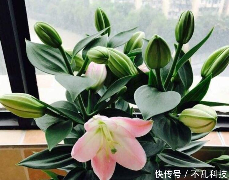 聪明人都养4种花,开花又大又艳,可以净化空气,还能帮助睡眠