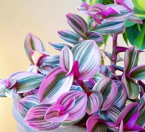 吊兰中的贵族“油画婚礼”,一叶多色,好养易活,自带浪漫气息