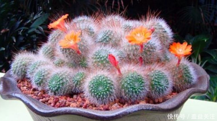 仙人球|养花试试这几款,开花时清香四溢,气味似兰花,味极香
