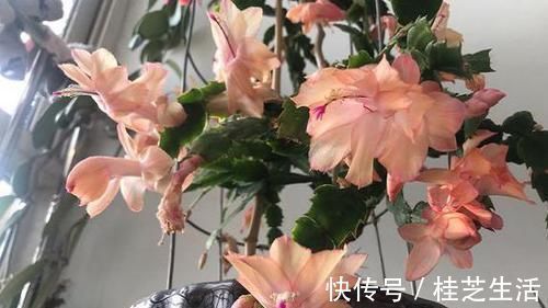 蟹爪兰哗哗掉叶子,避开2个“坑”,蹭蹭冒新叶,一年开花好几茬