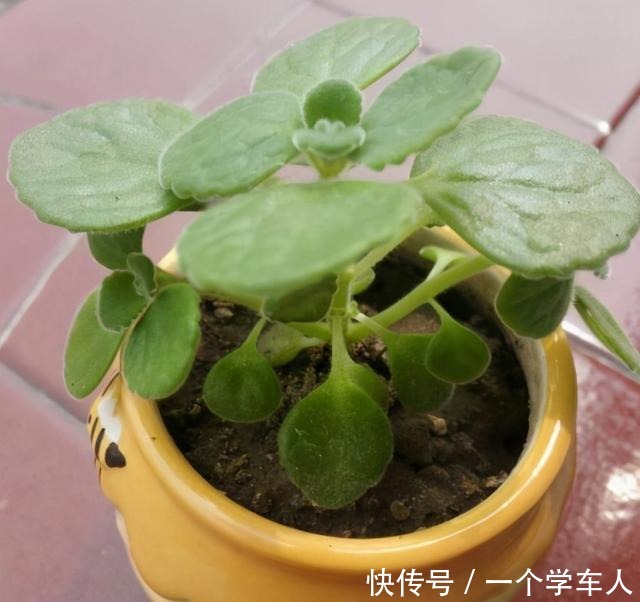 这3种花可以放在房间里面,听说对睡眠有好处!