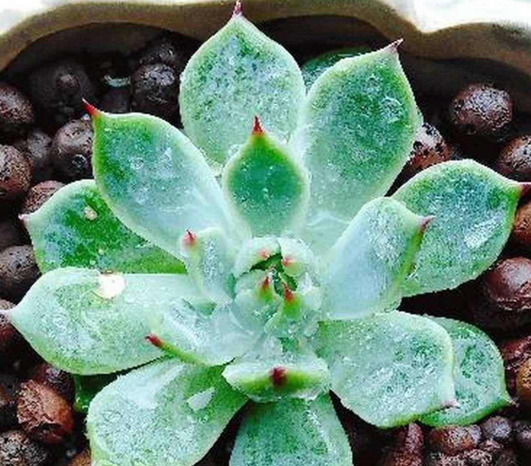 4种多肉最适合懒人养,叶子厚实难徒长,养到就是赚到!