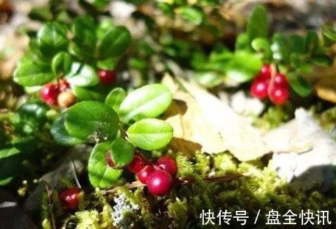 蔓越莓|女性晚上当零食吃2颗,美白、养颜、抗衰老,比面膜管用!