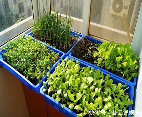 养花不如“种菜”，把“2种菜”种在阳台上，7天出芽，想吃就摘