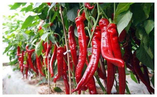 农家小院最受欢迎的几种蔬菜,随吃随取,你最喜欢吃那个