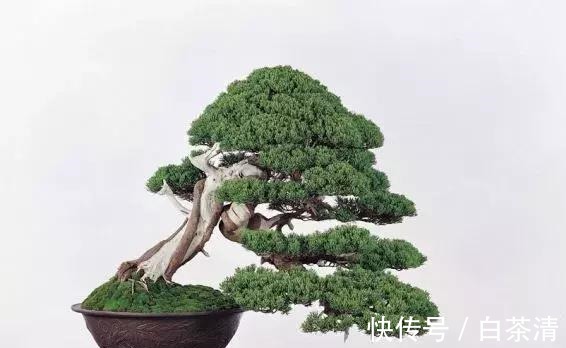 什么算的上是好盆景学会看芯,芯是盆景的重点