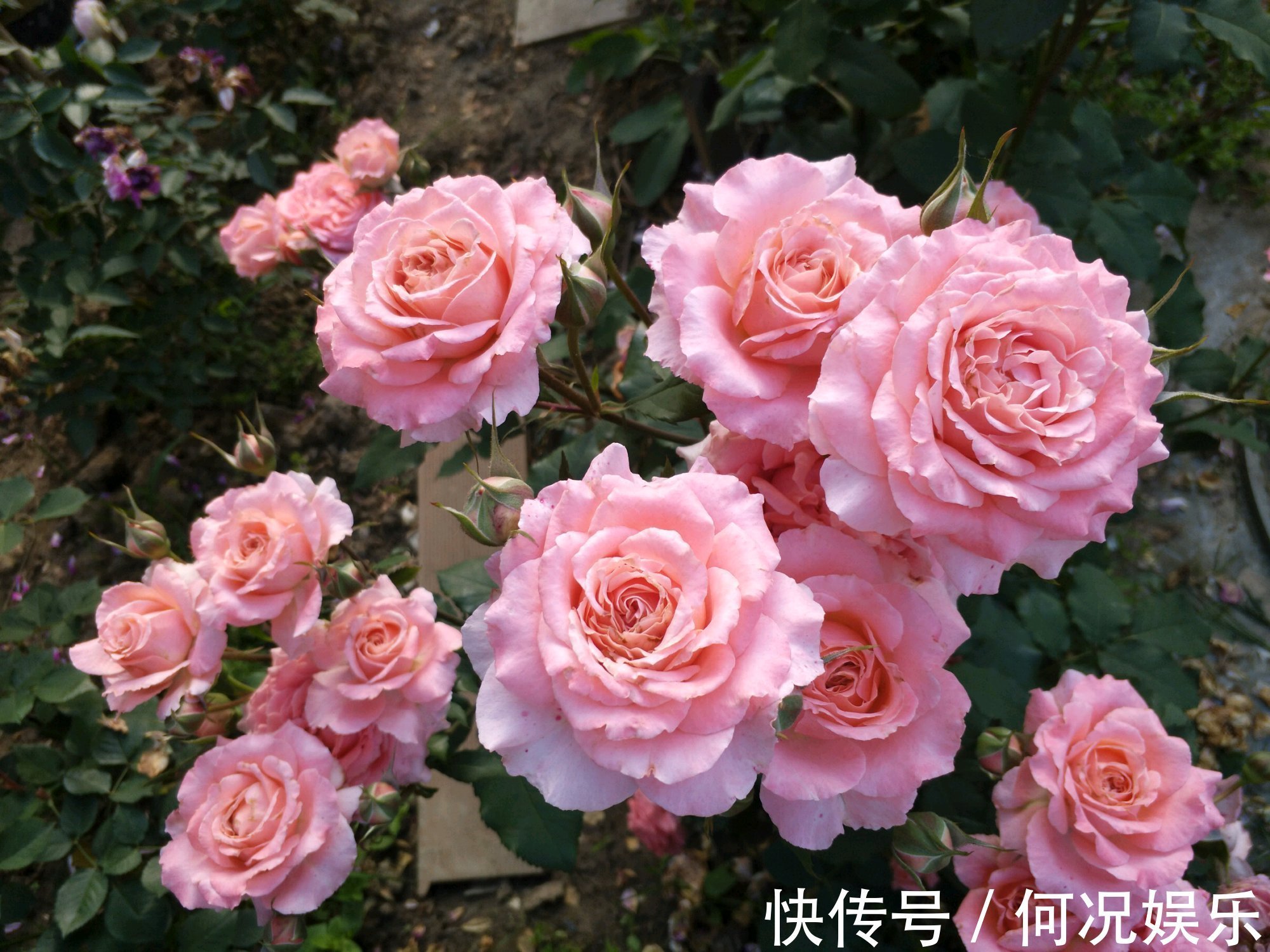 此盆栽花期超长,四季有花开,漂亮又芳香,好养易成活,值得拥有