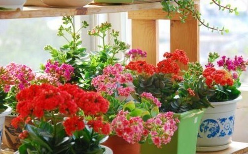 养长寿花,就用“它”,盆里加一点,叶子肥厚、花爆盆,还不花钱