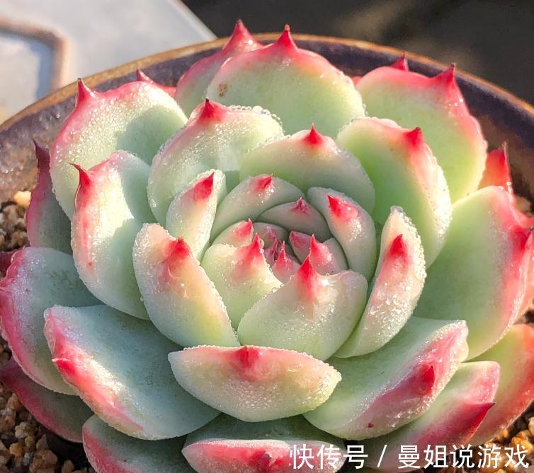 多肉徒长永远的痛,如何告别徒长,让您的多肉美美哒