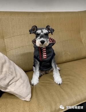 花一千多烫发！回家竟跟卷Q小屁汪同款发型！她大哭：理发师说很流行的！