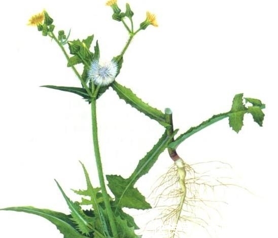 苦菜性|农村这种杂草，城里当野菜，我们却不知价值珍贵，现有人抢着种