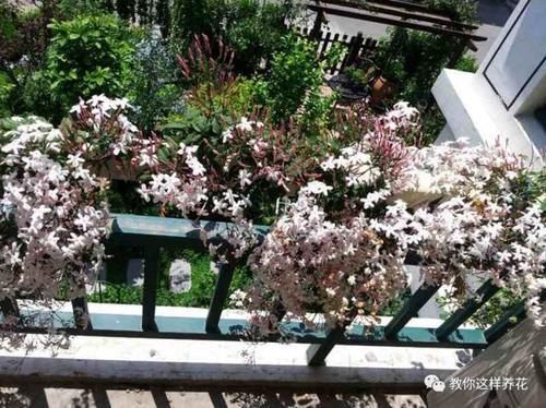 大花园|阳台太小不碍事,用这4招,分分钟变成人人羡慕的大花园!
