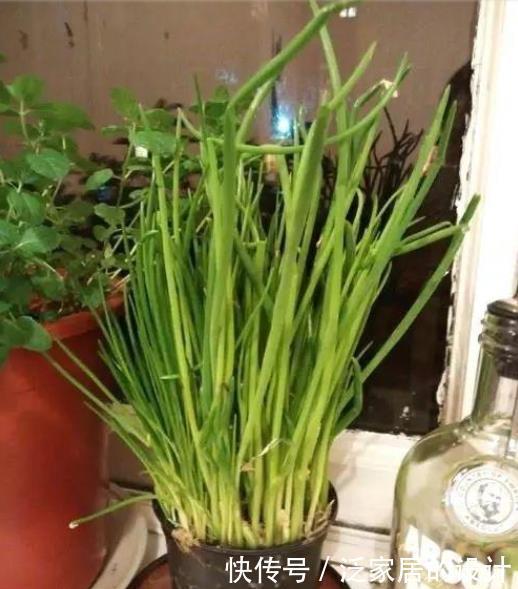 收割|韭菜用这些方法就能不断收割,它还有非常多的好处