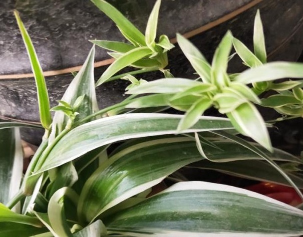 家养的吊兰，学会这“4步”，叶片硬朗，蹭蹭爆满盆！