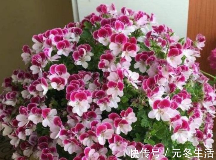 种花|超爱开花的5种花，一年四季开花不断，好养又漂亮，养100盆也不多
