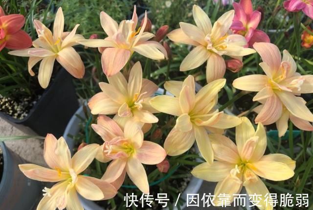 太阳花|7种花适合三伏天，越热越旺，越晒越香，花期长达小半年