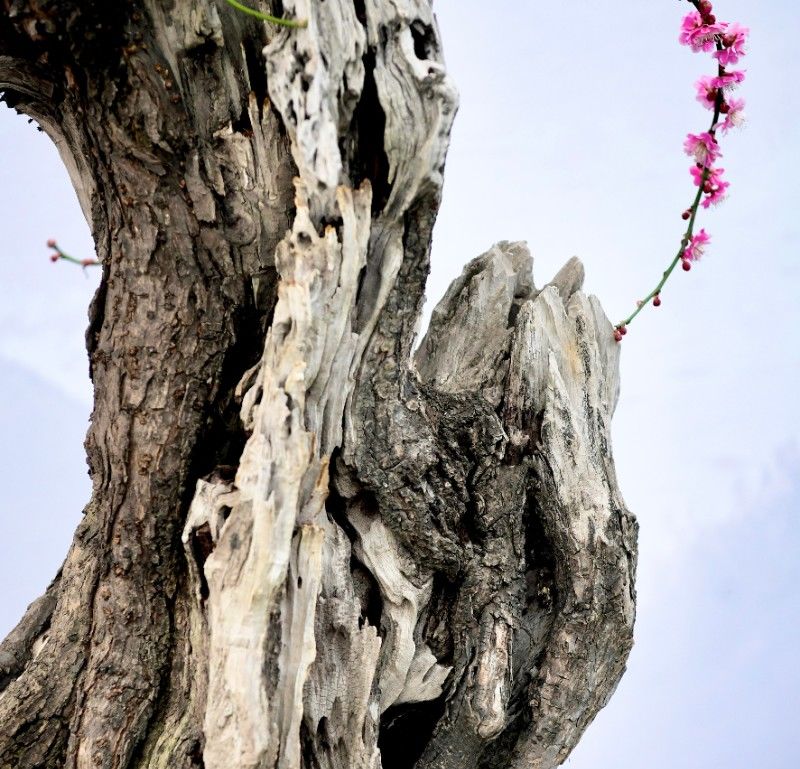 兽面纹|北京青年报“后台”文化云播推出春节特别节目“冰雪颐和园 皇家园林过大年”