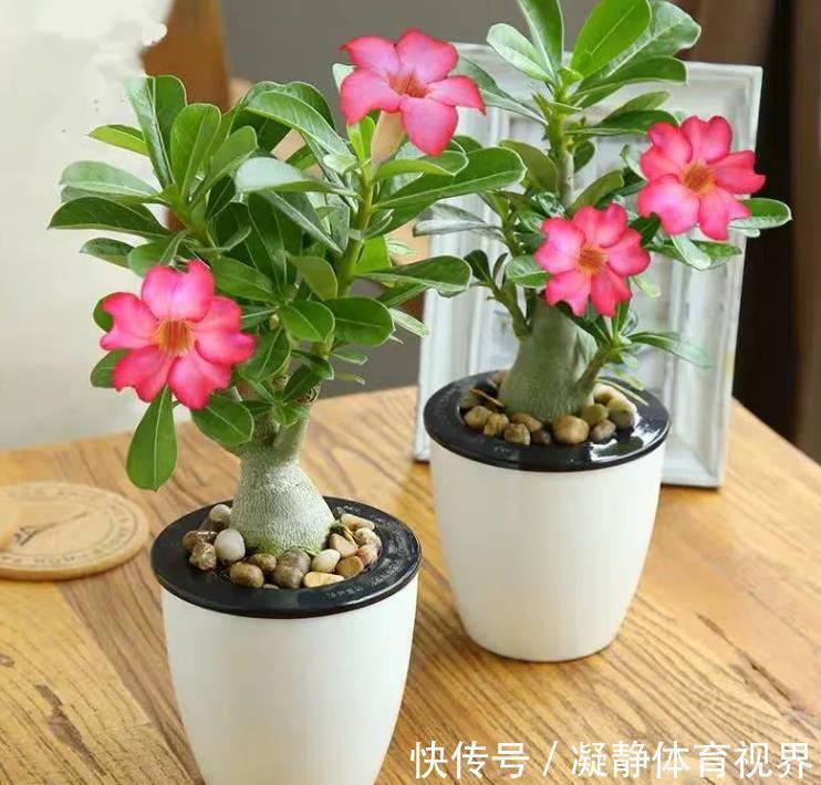 客厅养花,选4个品种错不了,有的好看,有的寓意好