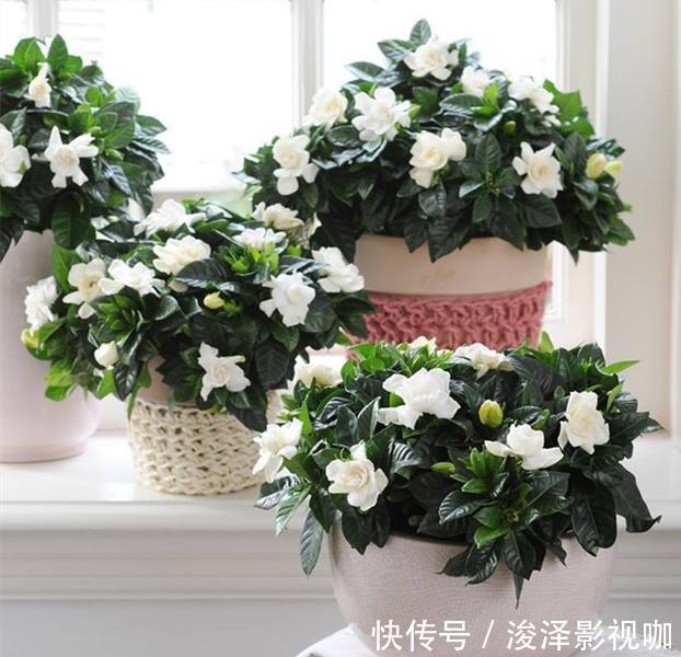 叶片|栀子花最怕3个“软肋”，遇到一个没得活，整天整天没精神