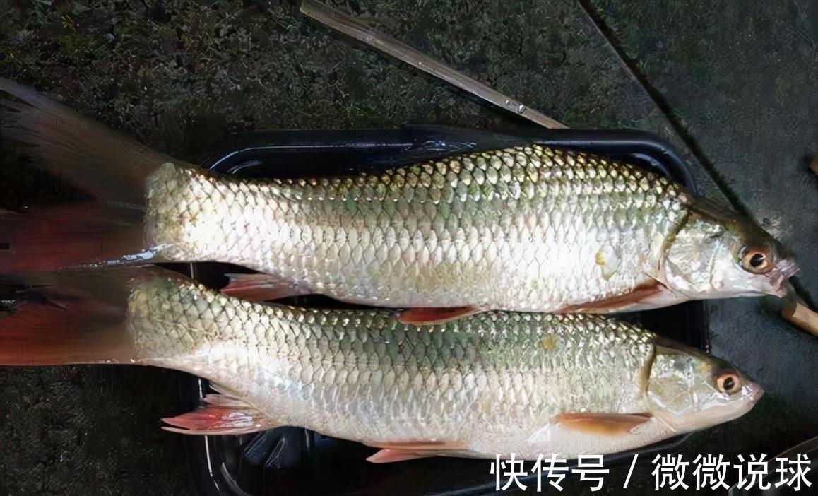 俗称“野草鱼”，过去河中随便抓，如今野生少见，运气好才能吃到