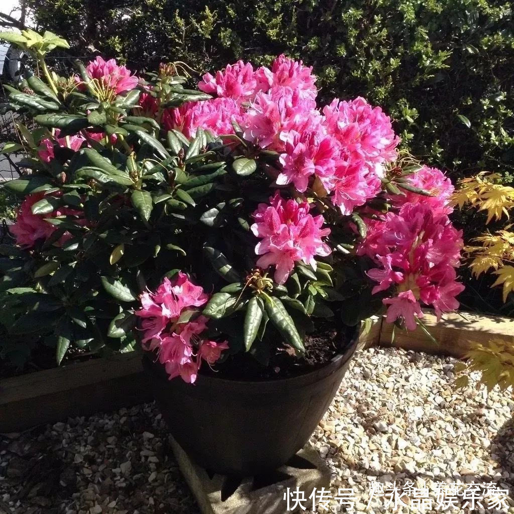 栀子花、茉莉、茶花和杜鹃养不好两种矾肥水制作配方贡献给你