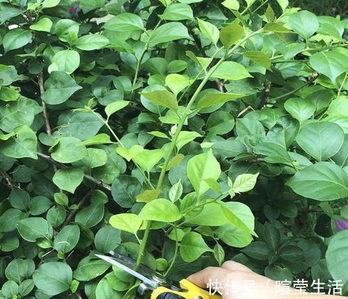 三角梅最好养,只需每月倒点“它”,还“剪几刀”,轻松开爆盆!