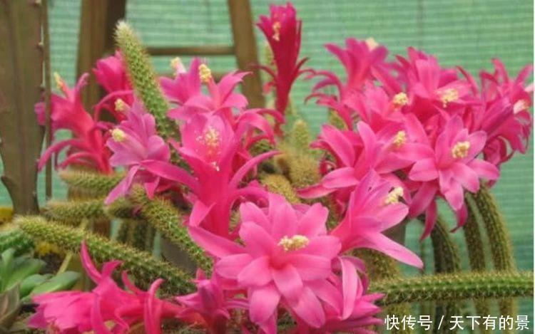 几款花卉,花开繁盛花香怡人,雍容华贵,养护简单