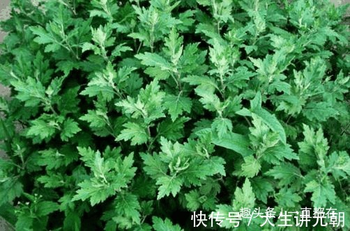 猪肝菜|农村几种野草是美味养生菜,用于肝脾肿大,关节炎,月经不调