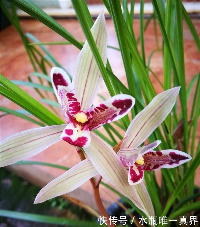 莲瓣兰|“最洋气”的兰花,花型如玉兔,颜色如彩蝶,罕见稀有,令人惊艳