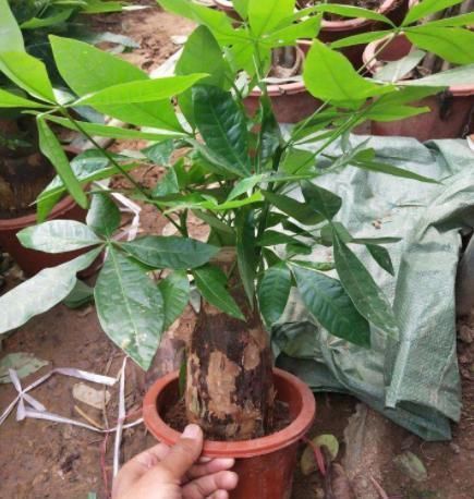 救回来|盆栽发财树如何做好日常管理掌握4点,黄叶烂根也能救回来