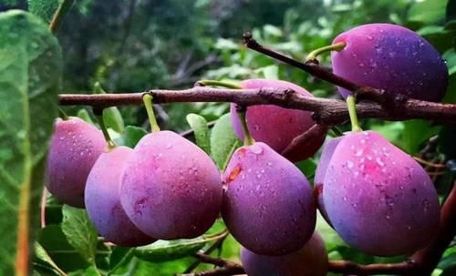 西梅|人到中年想长寿，8月尾声多吃三种食物，补充营养，身体棒棒哒！