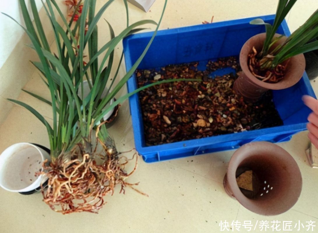 四月兰花发芽关键期,它有“四怕”,想要发芽快又壮,尽量不要做