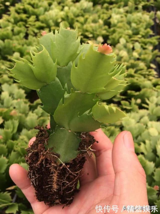小技巧|学会3个扦插小技巧,不花钱就能养花,生根发芽快,呼呼长满盆!