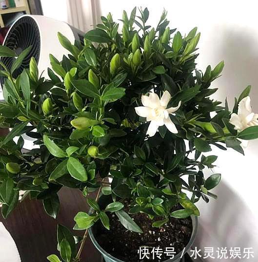 枝头|养栀子花,记住“8个字”,永远不黄叶,叶片油绿,枝头窜满花苞