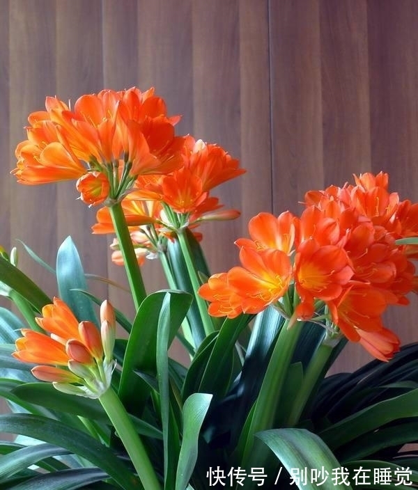 养花小知识,君子兰篇