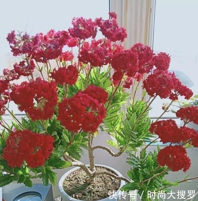养长寿花，用这法，1年就能成老桩，开满五色花，独特又吉祥