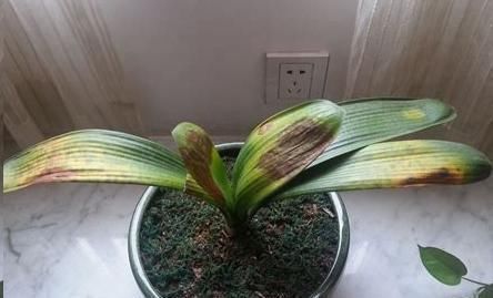 花盆|往君子兰花盆里丢一点这个,叶子又绿又亮,一年开花两次