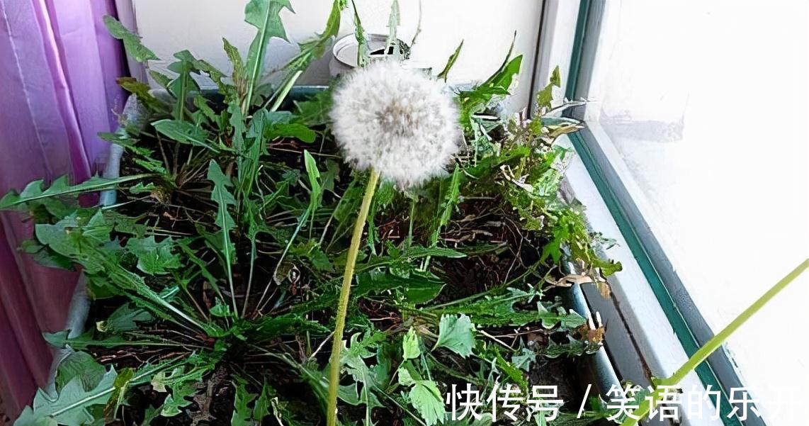 要点|一种野草叫婆婆丁,路边常见别忽视,老人说其价值极高