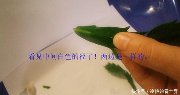 原来蟹爪兰要这样嫁接,难怪别人家的蟹爪兰开花那么多