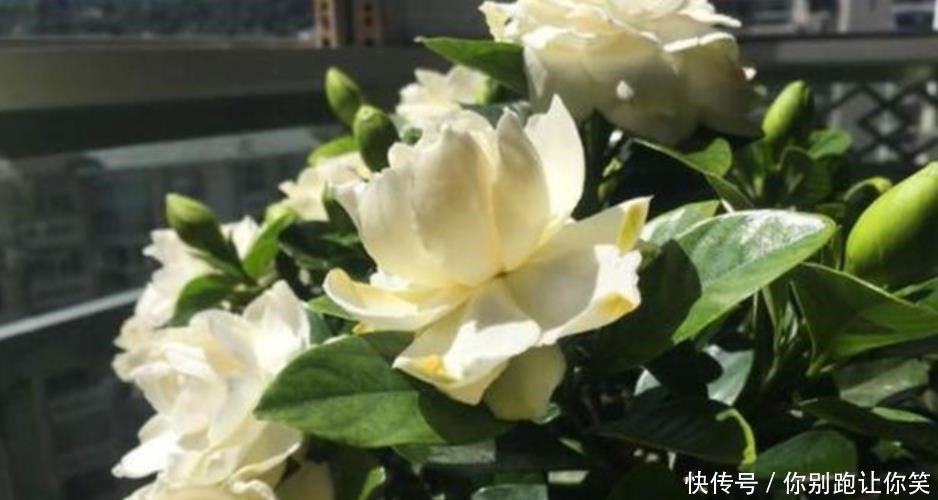 新芽|栀子花开完花,养护分“3步”,植株健壮新芽多,来年照样开满花