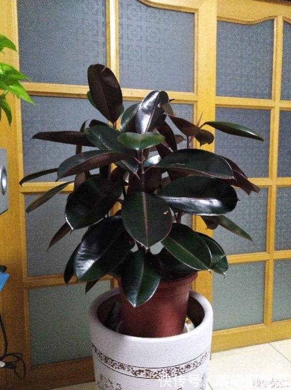 好花都是浇死的，10种常见花，浇水别太勤快！