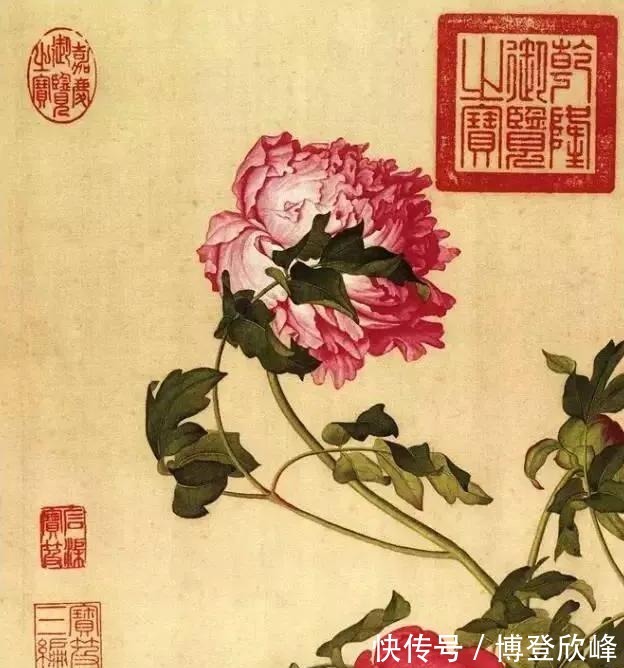 爱莲说|牡丹为什么被奉为“国花”,它有哪些与众不同的优势