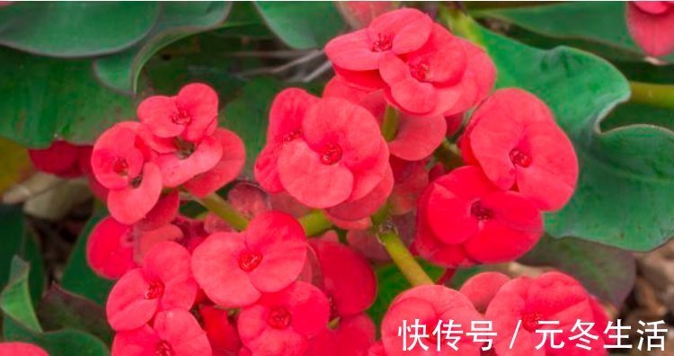 种花|超爱开花的5种花，一年四季开花不断，好养又漂亮，养100盆也不多