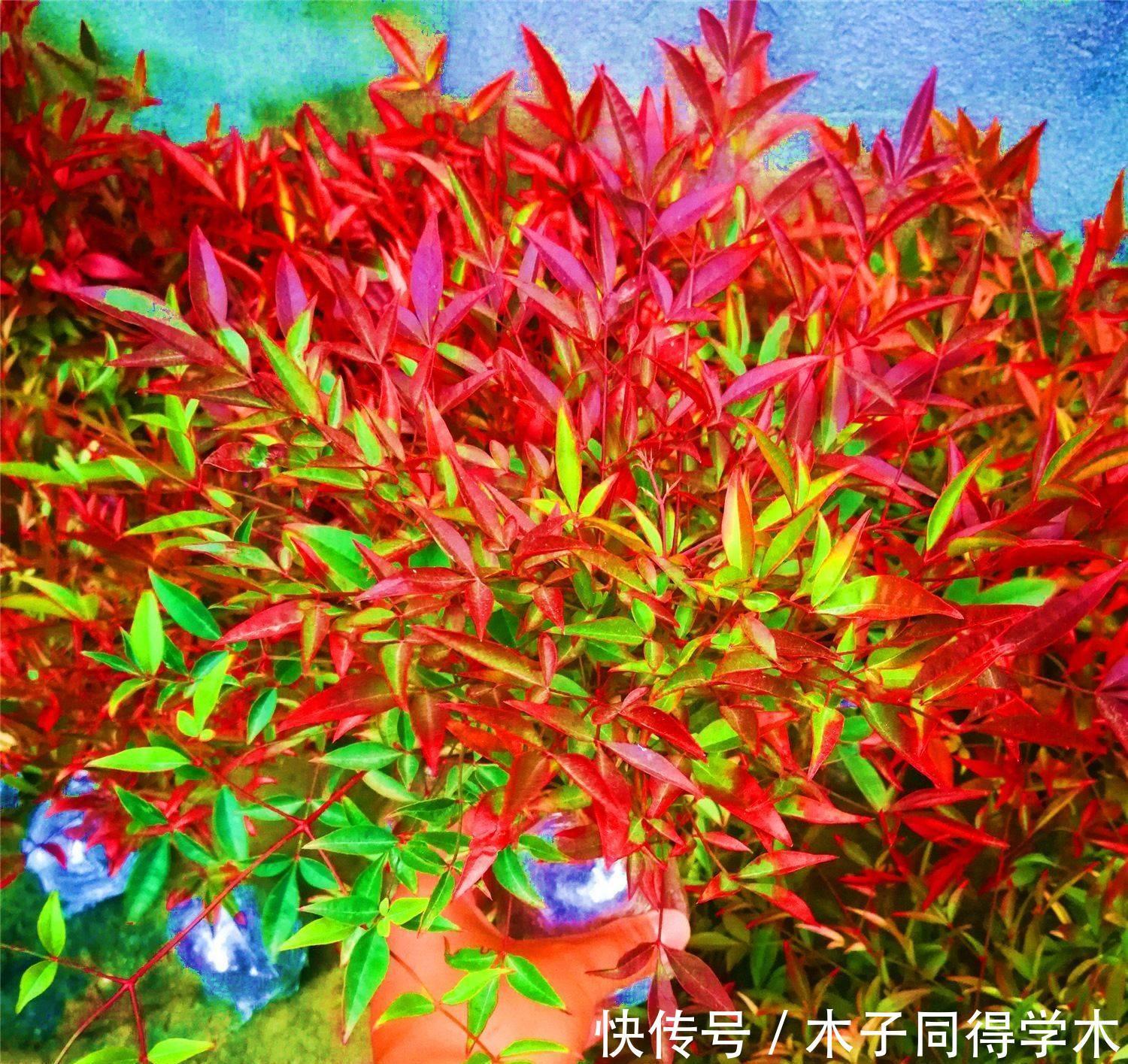 越冷叶子越红,对环境无要求,这样的植物你养过吗?